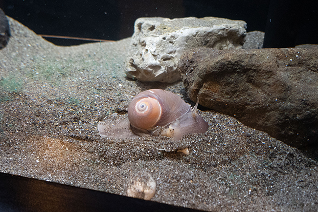 カイつまんで、ヒモときます。〜しな水の貝展〜 体験レポートの画像