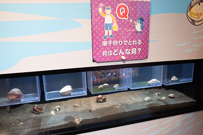 カイつまんで、ヒモときます。〜しな水の貝展〜 体験レポートの画像