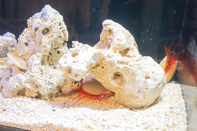 カイつまんで、ヒモときます。〜しな水の貝展〜 体験レポートの画像