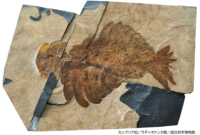 特別展「大絶滅展―生命史のビッグファイブ」の画像