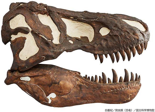 特別展「大絶滅展―生命史のビッグファイブ」の画像