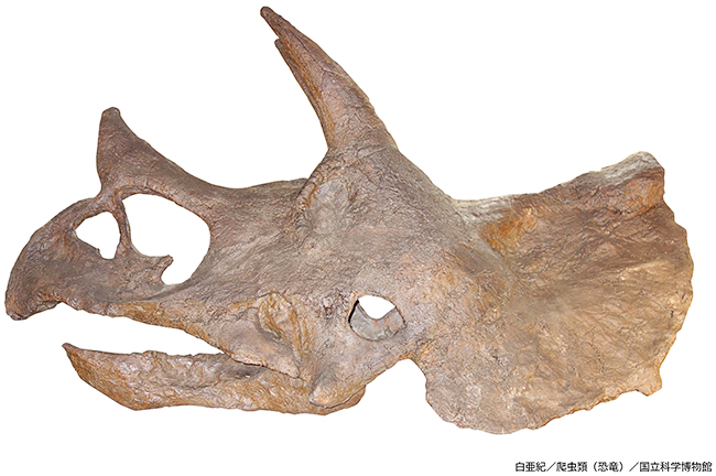 特別展「大絶滅展―生命史のビッグファイブ」の画像