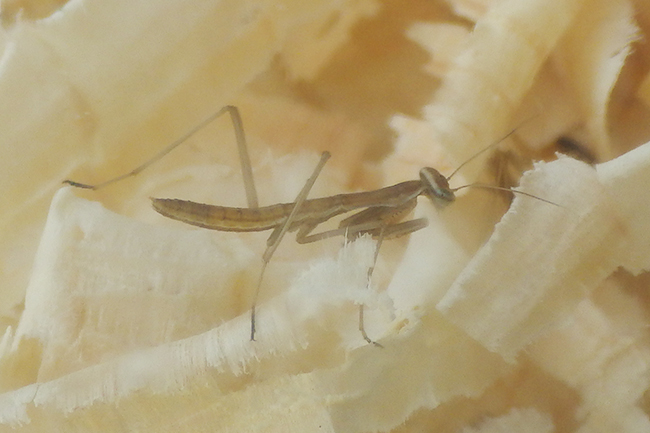 カマキリ(オオカマキリ)の飼い方の写真