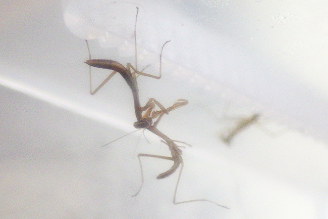 カマキリ(オオカマキリ)の飼い方の写真