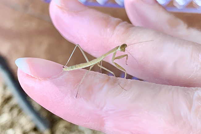 カマキリ(オオカマキリ)の飼い方の写真