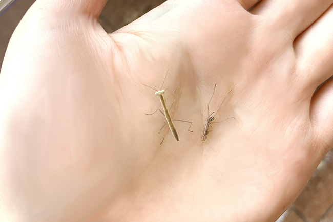 カマキリ(オオカマキリ)の飼い方の写真