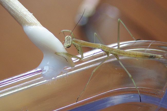 カマキリ(オオカマキリ)の飼い方の写真