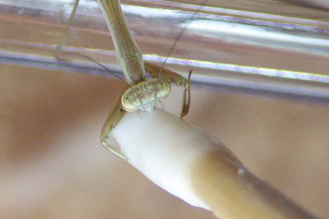 カマキリ(オオカマキリ)の飼い方の写真