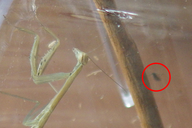 カマキリ(オオカマキリ)の飼い方の写真
