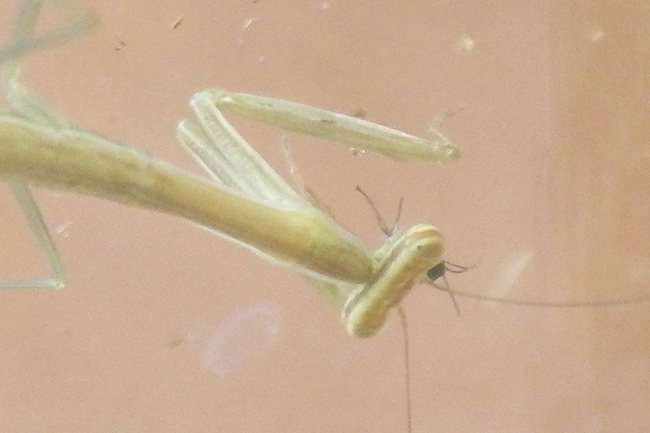 カマキリ(オオカマキリ)の飼い方の写真