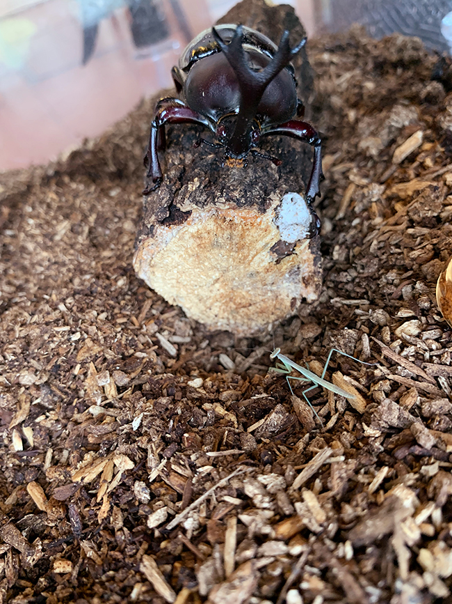 カマキリ(オオカマキリ)の飼い方の写真