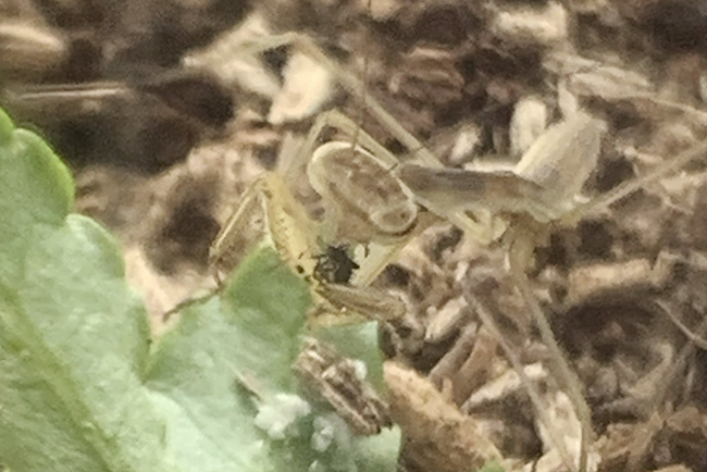 カマキリ(オオカマキリ)の飼い方の写真