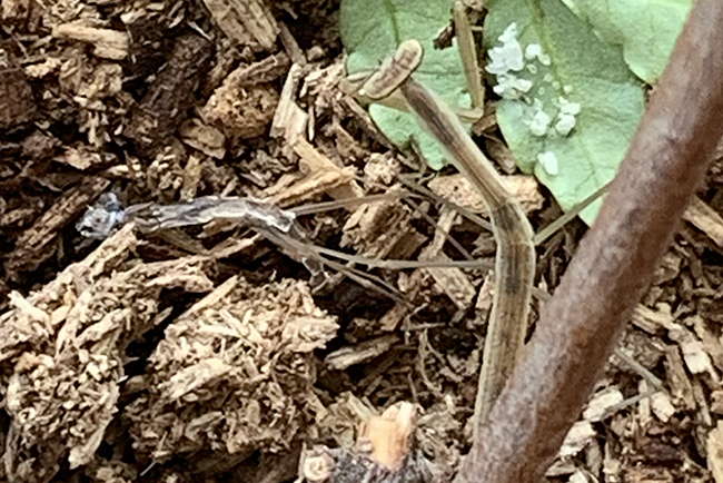 カマキリ(オオカマキリ)の飼い方の写真