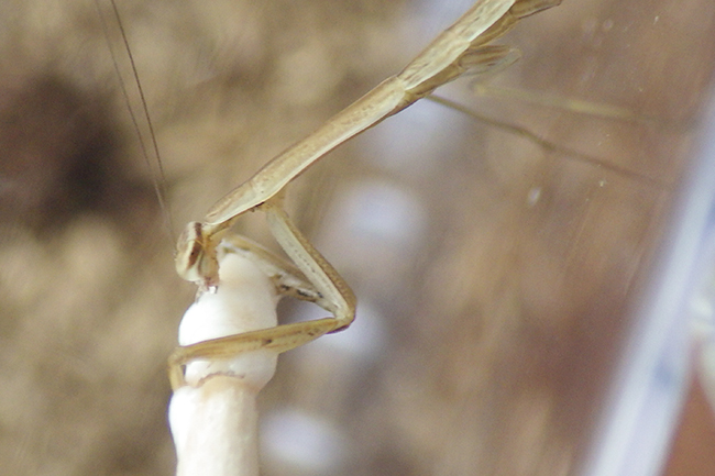 カマキリ(オオカマキリ)の飼い方の写真