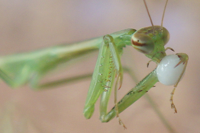 カマキリ(オオカマキリ)の飼い方の写真