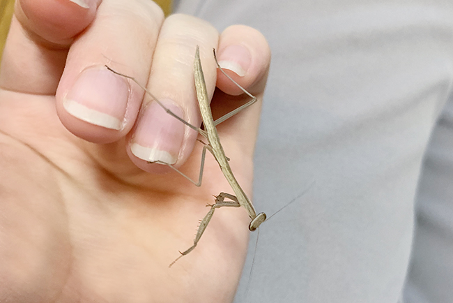 カマキリ(オオカマキリ)の飼い方の写真