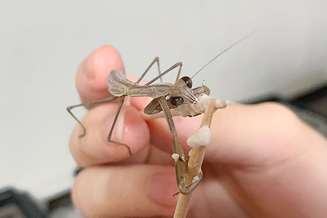 カマキリ(オオカマキリ)の飼い方の写真