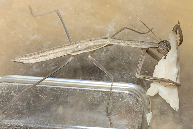 カマキリ(オオカマキリ)の飼い方の写真