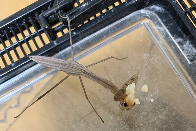 カマキリ(オオカマキリ)の飼い方の写真