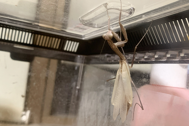 カマキリ(オオカマキリ)の飼い方の写真