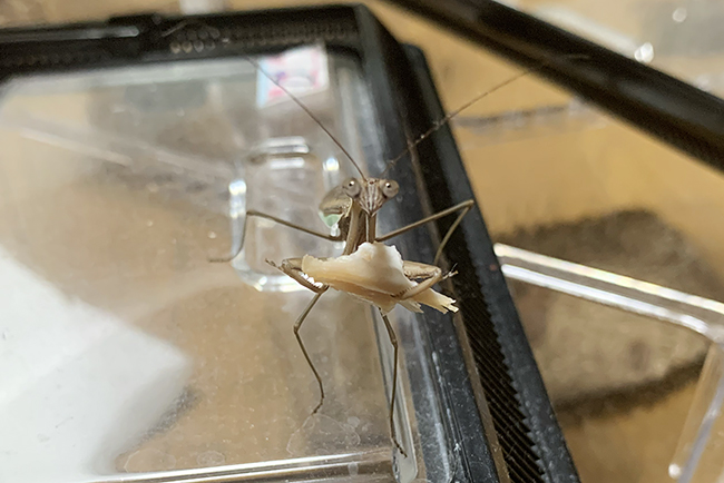 カマキリ(オオカマキリ)の飼い方の写真