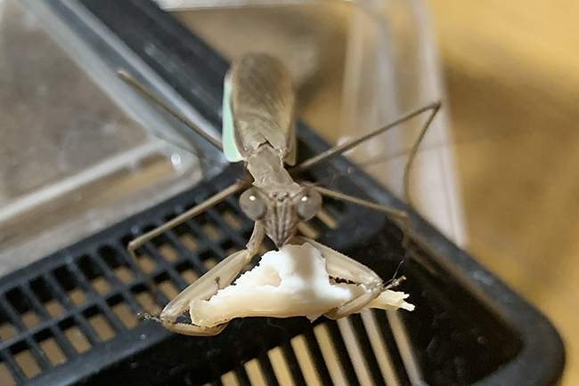 カマキリ(オオカマキリ)の飼い方の写真