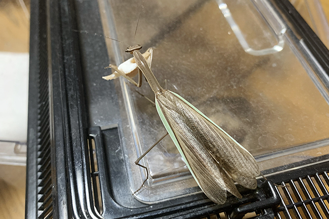 カマキリ(オオカマキリ)の飼い方の写真