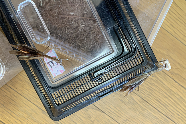 カマキリ(オオカマキリ)の飼い方の写真
