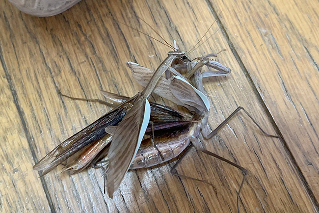 カマキリ(オオカマキリ)の飼い方の写真