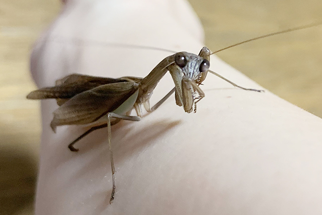 カマキリ(オオカマキリ)の飼い方の写真
