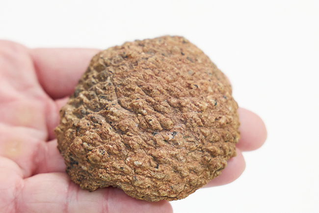 特別展「大絶滅展―生命史のビッグファイブ」矢部淳先生インタビュー写真