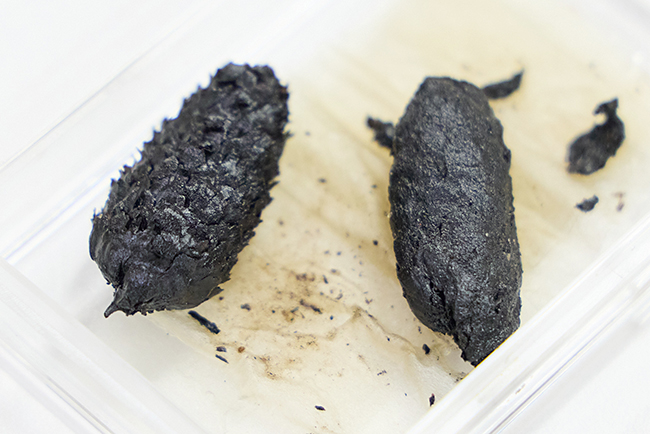 特別展「大絶滅展―生命史のビッグファイブ」矢部淳先生インタビュー写真