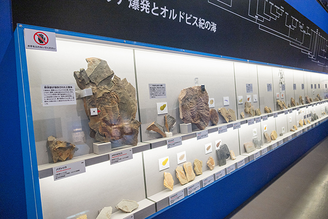 特別展「大絶滅展―生命史のビッグファイブ」体験レポートの写真