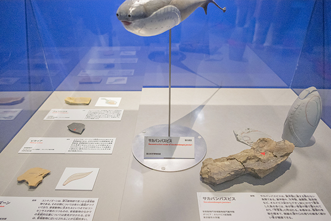 特別展「大絶滅展―生命史のビッグファイブ」体験レポートの写真