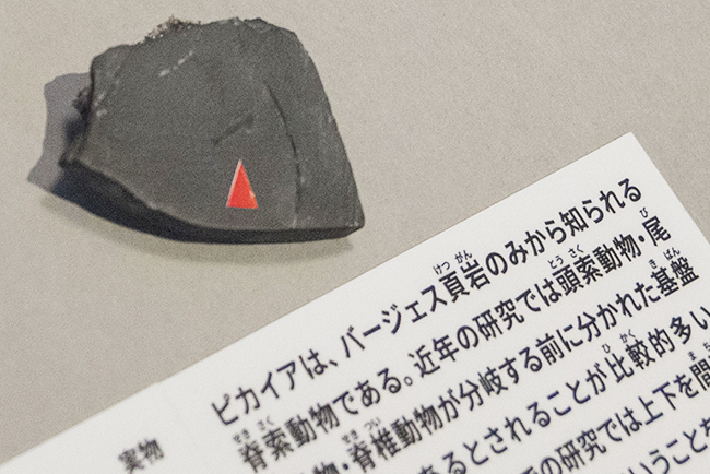 特別展「大絶滅展―生命史のビッグファイブ」体験レポートの写真