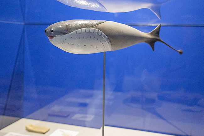 特別展「大絶滅展―生命史のビッグファイブ」体験レポートの写真