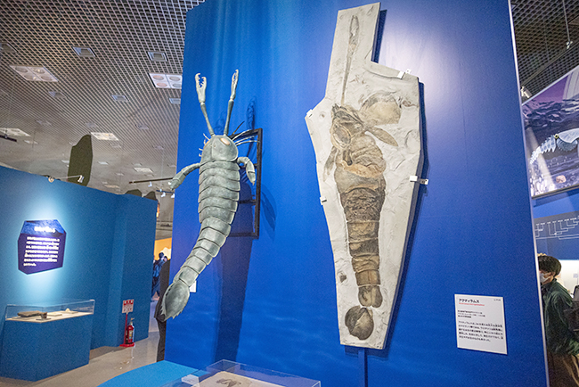 特別展「大絶滅展―生命史のビッグファイブ」体験レポートの写真