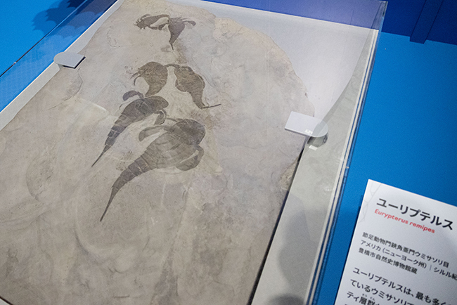 特別展「大絶滅展―生命史のビッグファイブ」体験レポートの写真