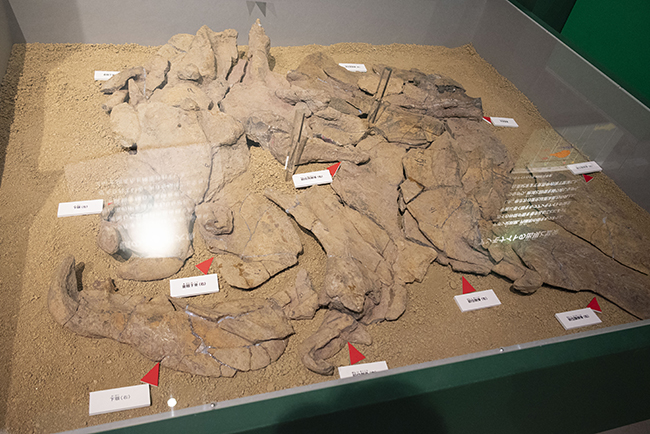 特別展「大絶滅展―生命史のビッグファイブ」体験レポートの写真