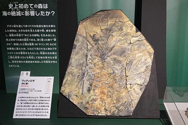 特別展「大絶滅展―生命史のビッグファイブ」体験レポートの写真