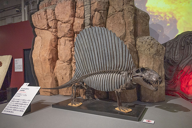 特別展「大絶滅展―生命史のビッグファイブ」体験レポートの写真
