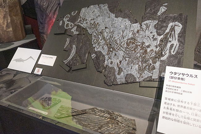 特別展「大絶滅展―生命史のビッグファイブ」体験レポートの写真