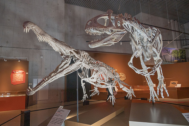 特別展「大絶滅展―生命史のビッグファイブ」体験レポートの写真