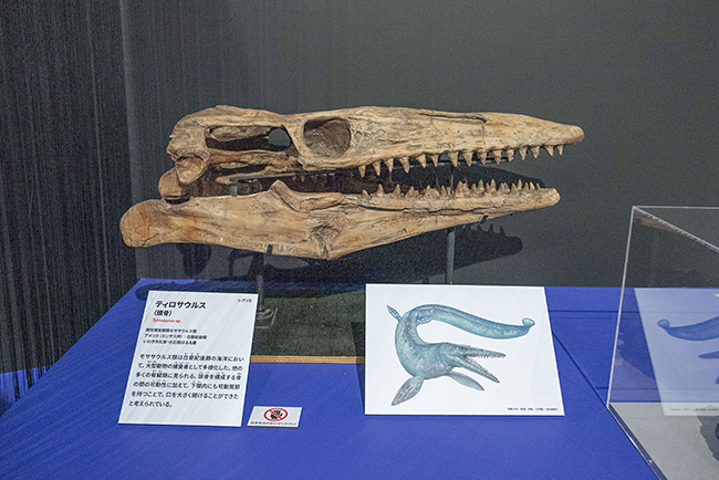 特別展「大絶滅展―生命史のビッグファイブ」体験レポートの写真