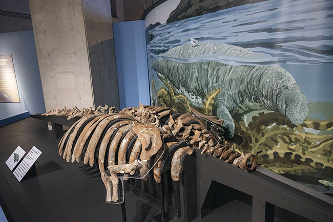 特別展「大絶滅展―生命史のビッグファイブ」体験レポートの写真