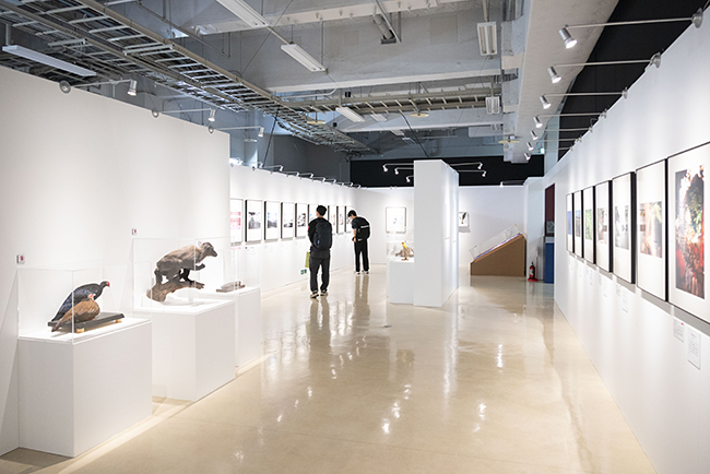 特別展「大絶滅展―生命史のビッグファイブ」体験レポートの写真