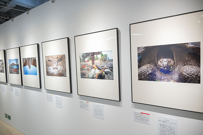 特別展「大絶滅展―生命史のビッグファイブ」体験レポートの写真