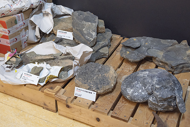 特別展「大絶滅展―生命史のビッグファイブ」レポートの写真