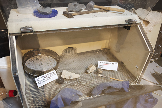 特別展「大絶滅展―生命史のビッグファイブ」レポートの写真