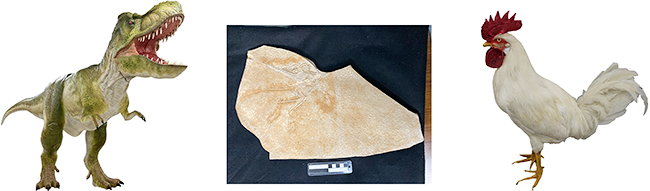 港区立みなと科学館 2025冬の企画展「進化のフシギ～変わり続ける生きものたち～」の画像